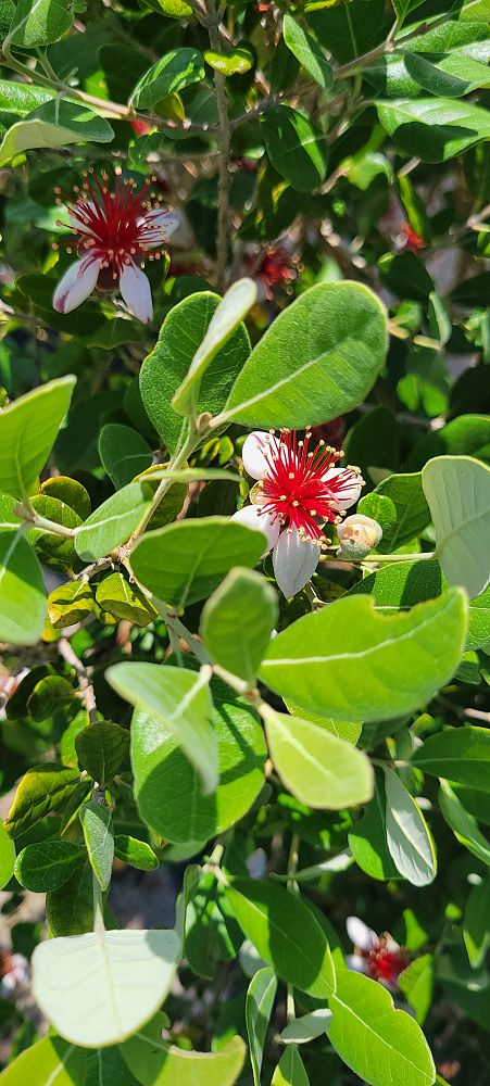 acca-sellowiana-pineapple-guava-feijoa-sellowiana