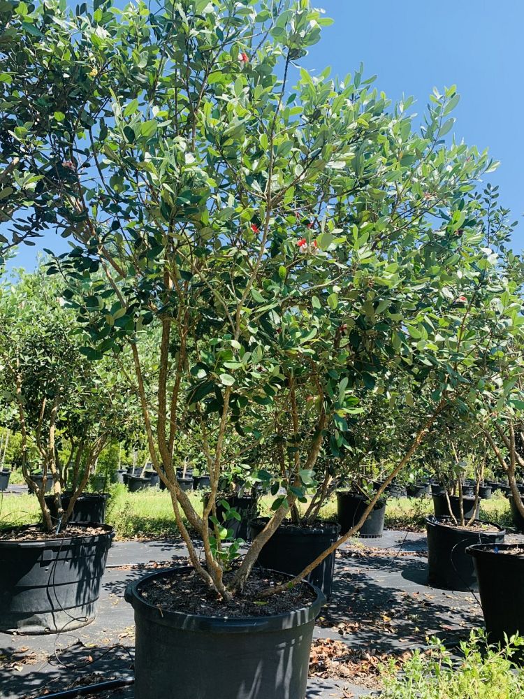 acca-sellowiana-pineapple-guava-feijoa-sellowiana