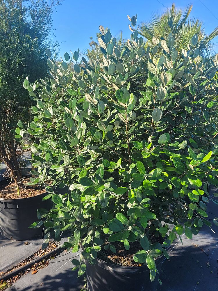 acca-sellowiana-pineapple-guava-feijoa-sellowiana