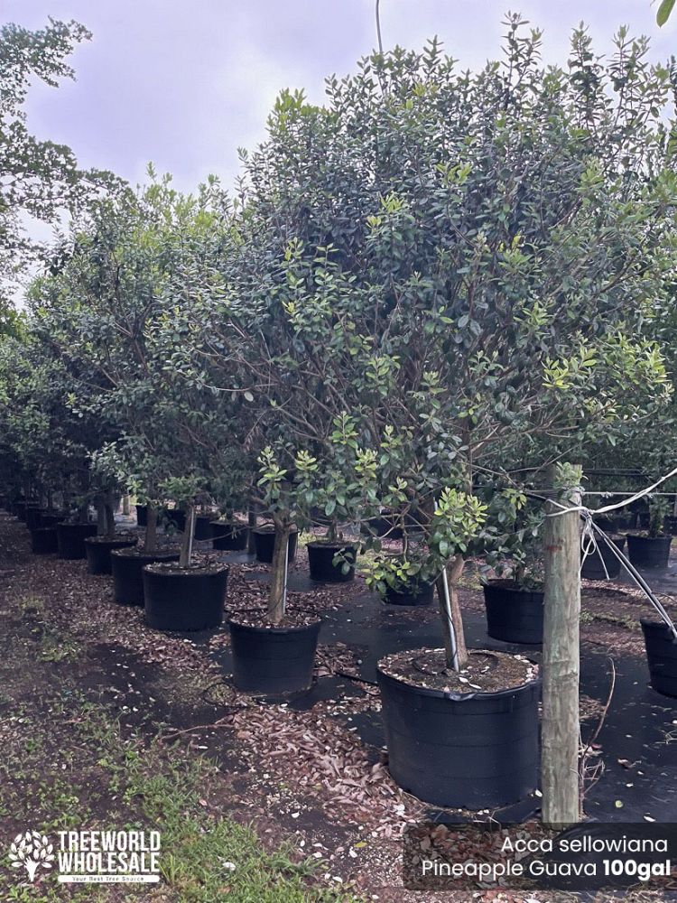 acca-sellowiana-pineapple-guava-feijoa-sellowiana