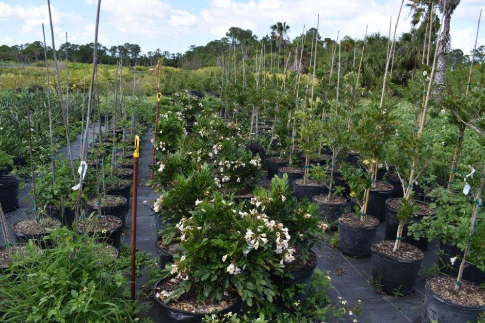 acca-sellowiana-pineapple-guava-feijoa-sellowiana