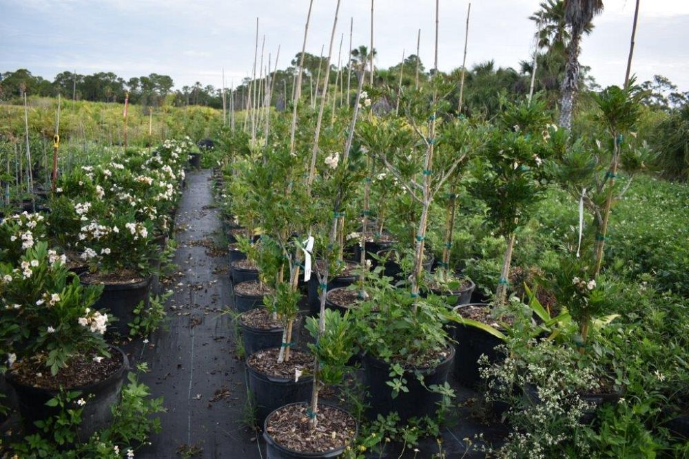 acca-sellowiana-pineapple-guava-feijoa-sellowiana