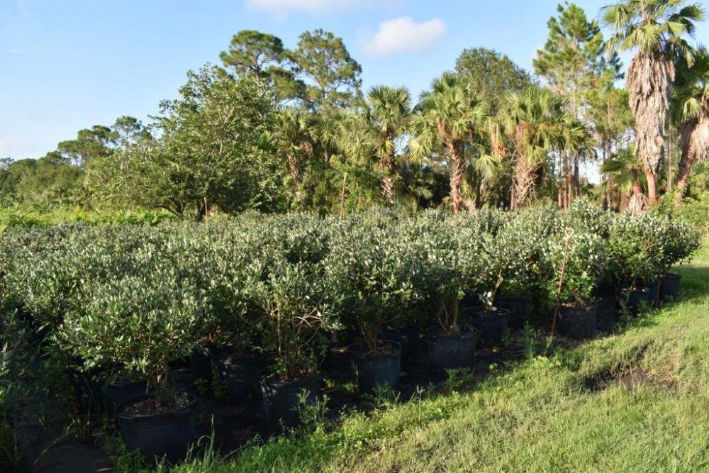 acca-sellowiana-pineapple-guava-feijoa-sellowiana