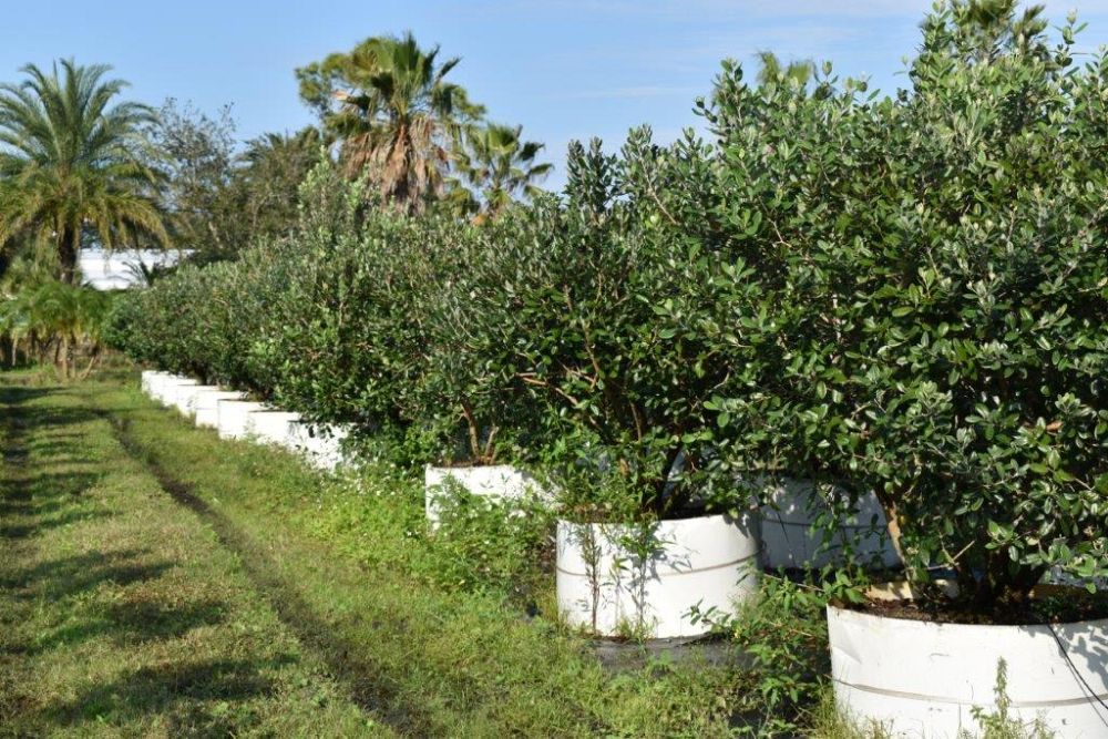 acca-sellowiana-pineapple-guava-feijoa-sellowiana