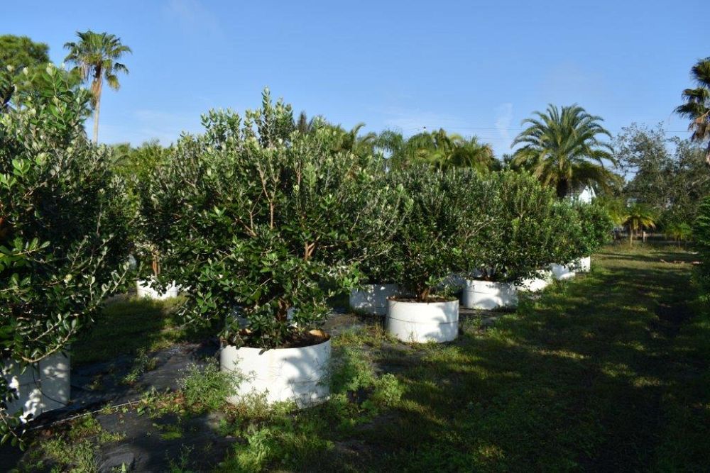 acca-sellowiana-pineapple-guava-feijoa-sellowiana