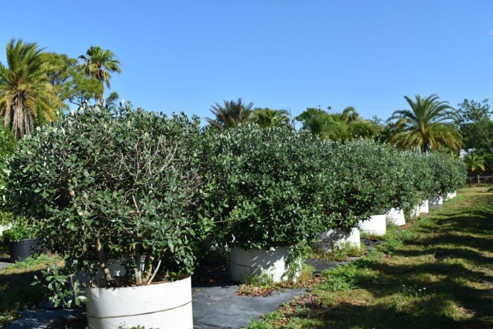 acca-sellowiana-pineapple-guava-feijoa-sellowiana