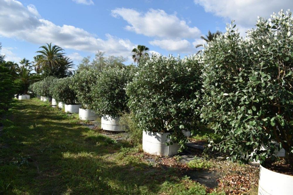 acca-sellowiana-pineapple-guava-feijoa-sellowiana