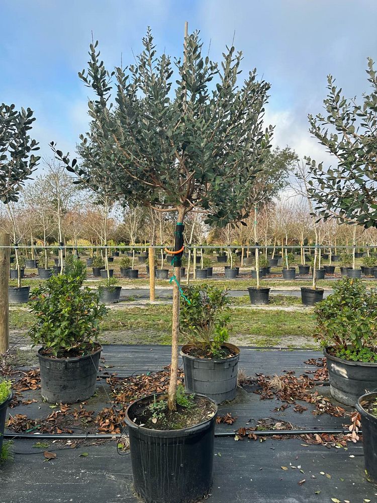 acca-sellowiana-pineapple-guava-feijoa-sellowiana