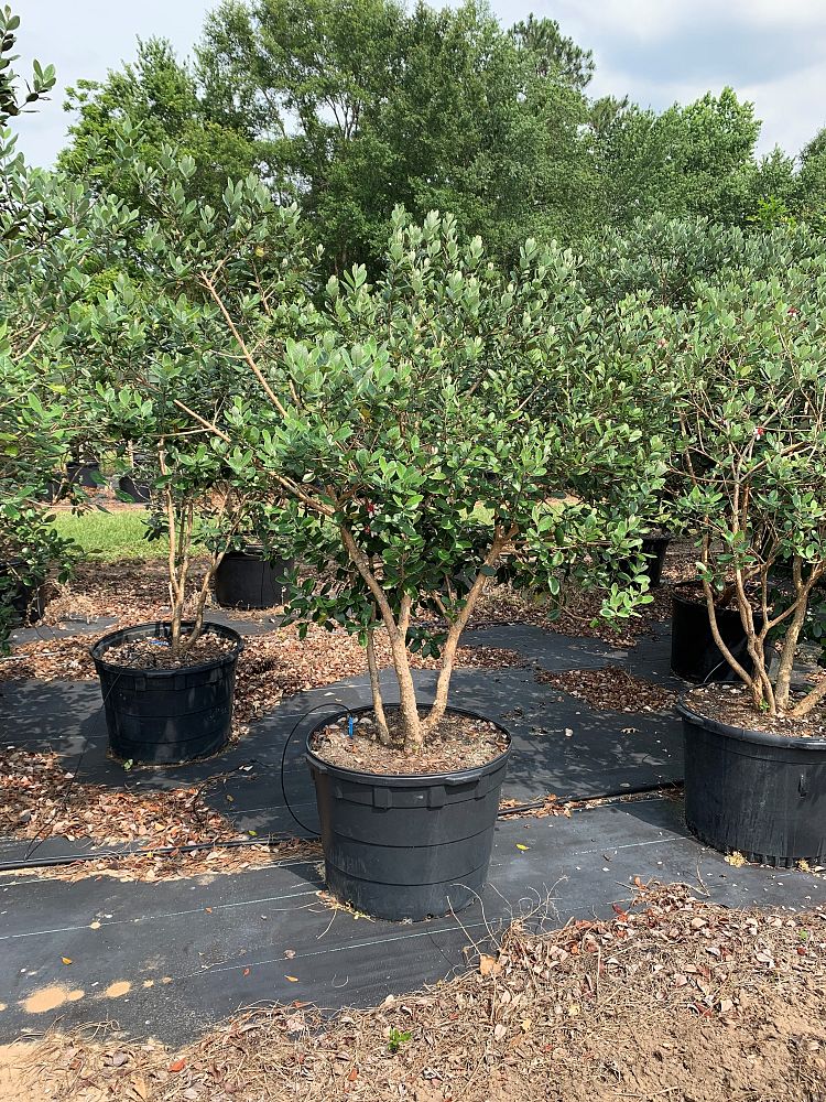 acca-sellowiana-pineapple-guava-feijoa-sellowiana