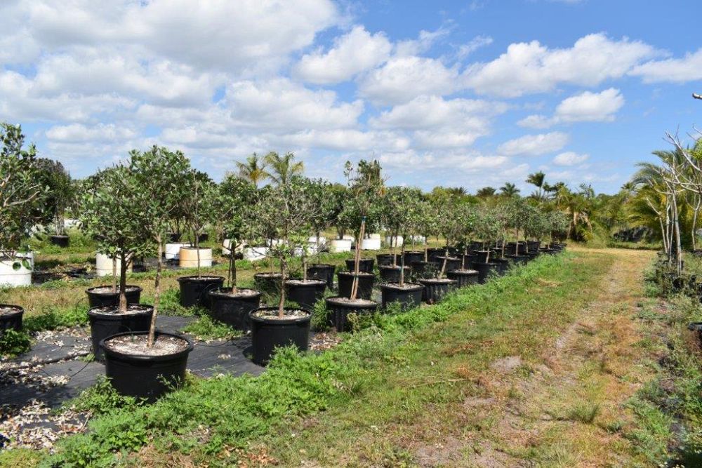 acca-sellowiana-pineapple-guava-feijoa-sellowiana