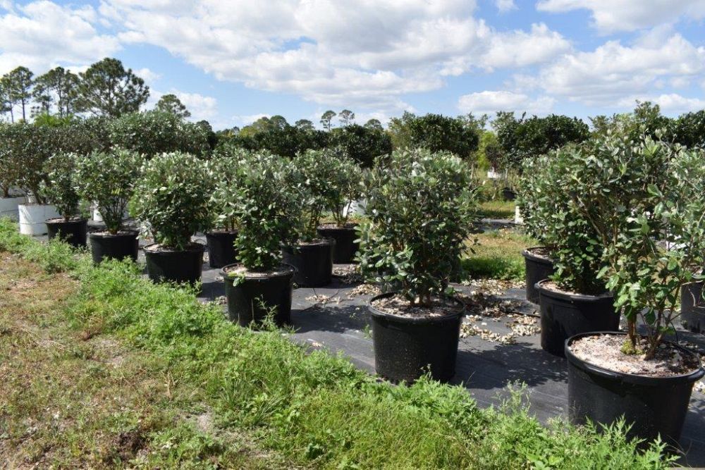 acca-sellowiana-pineapple-guava-feijoa-sellowiana