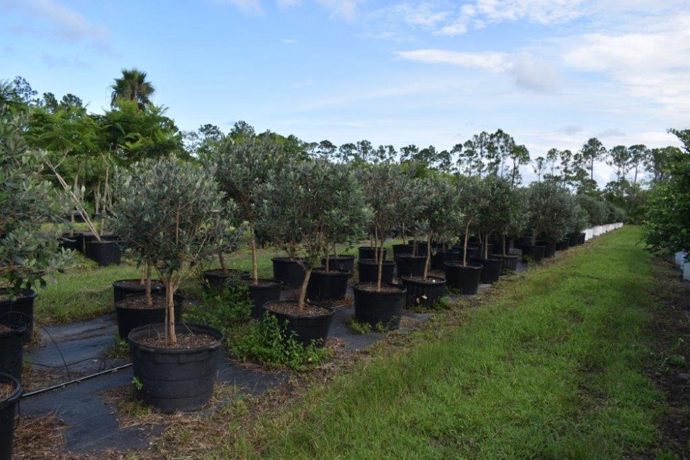 acca-sellowiana-pineapple-guava-feijoa-sellowiana