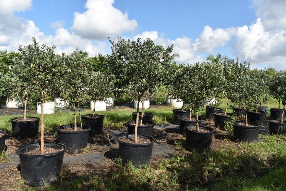 acca-sellowiana-pineapple-guava-feijoa-sellowiana