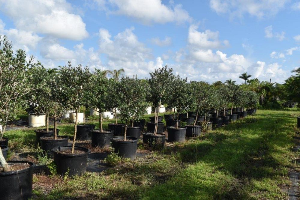 acca-sellowiana-pineapple-guava-feijoa-sellowiana