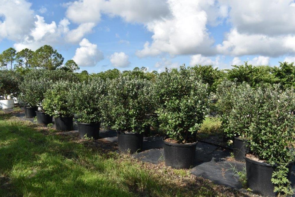 acca-sellowiana-pineapple-guava-feijoa-sellowiana