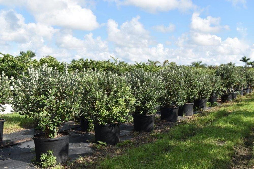 acca-sellowiana-pineapple-guava-feijoa-sellowiana