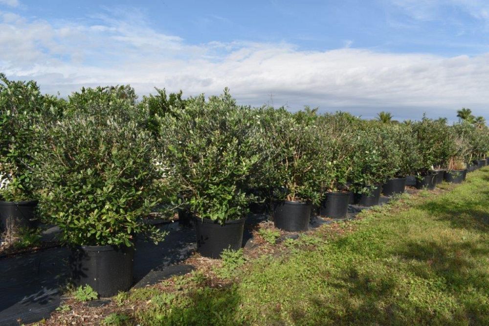 acca-sellowiana-pineapple-guava-feijoa-sellowiana
