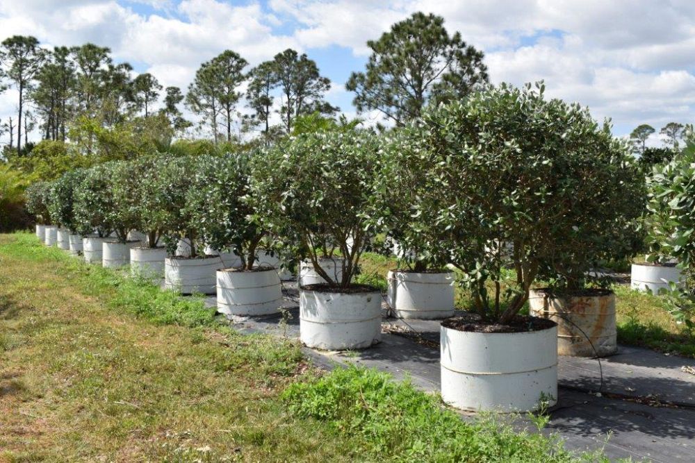 acca-sellowiana-pineapple-guava-feijoa-sellowiana