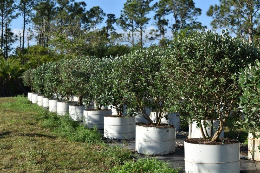 acca-sellowiana-pineapple-guava-feijoa-sellowiana