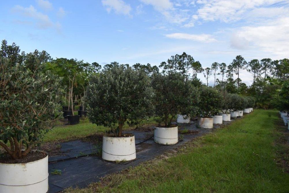 acca-sellowiana-pineapple-guava-feijoa-sellowiana