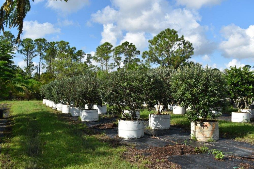 acca-sellowiana-pineapple-guava-feijoa-sellowiana