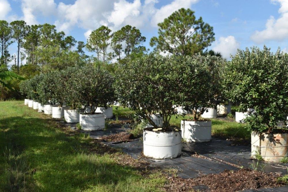 acca-sellowiana-pineapple-guava-feijoa-sellowiana