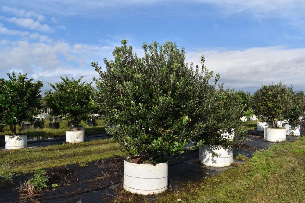 acca-sellowiana-pineapple-guava-feijoa-sellowiana