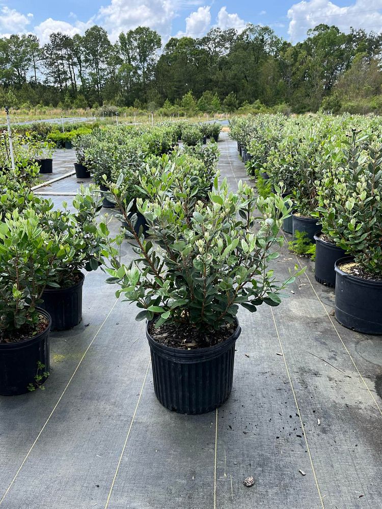 acca-sellowiana-pineapple-guava-feijoa-sellowiana