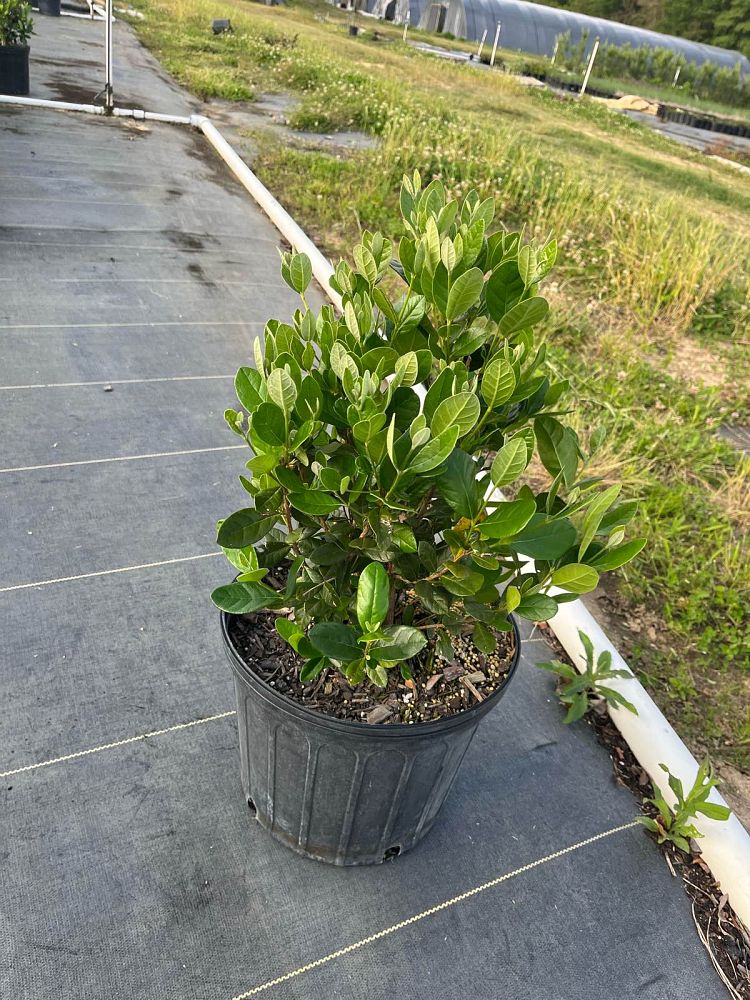 acca-sellowiana-pineapple-guava-feijoa-sellowiana