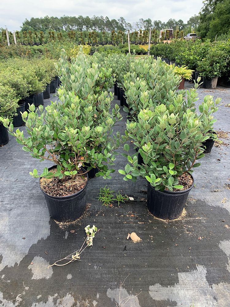 acca-sellowiana-pineapple-guava-feijoa-sellowiana