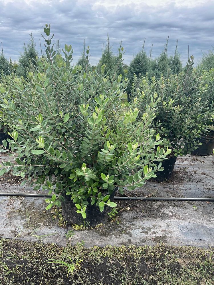acca-sellowiana-pineapple-guava-feijoa-sellowiana