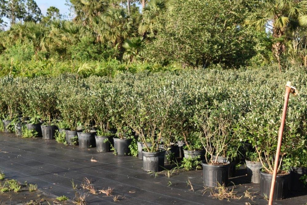acca-sellowiana-pineapple-guava-feijoa-sellowiana