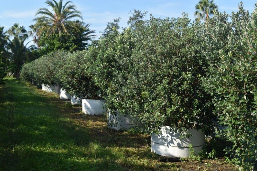 acca-sellowiana-pineapple-guava-feijoa-sellowiana