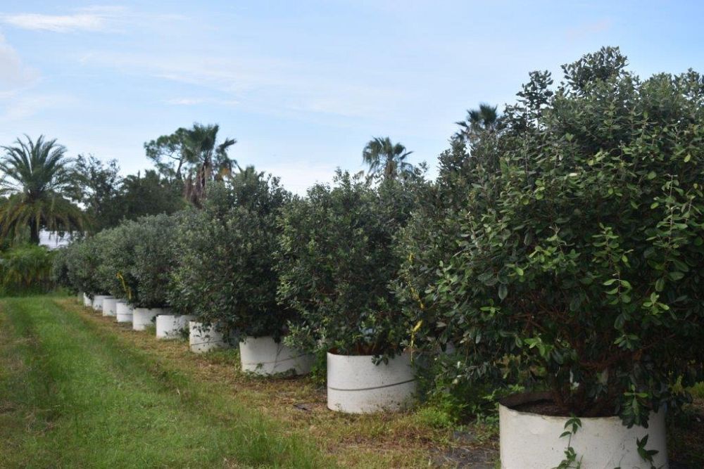 acca-sellowiana-pineapple-guava-feijoa-sellowiana