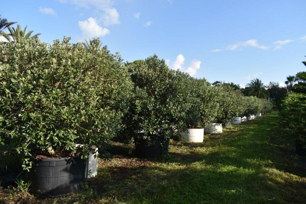 acca-sellowiana-pineapple-guava-feijoa-sellowiana