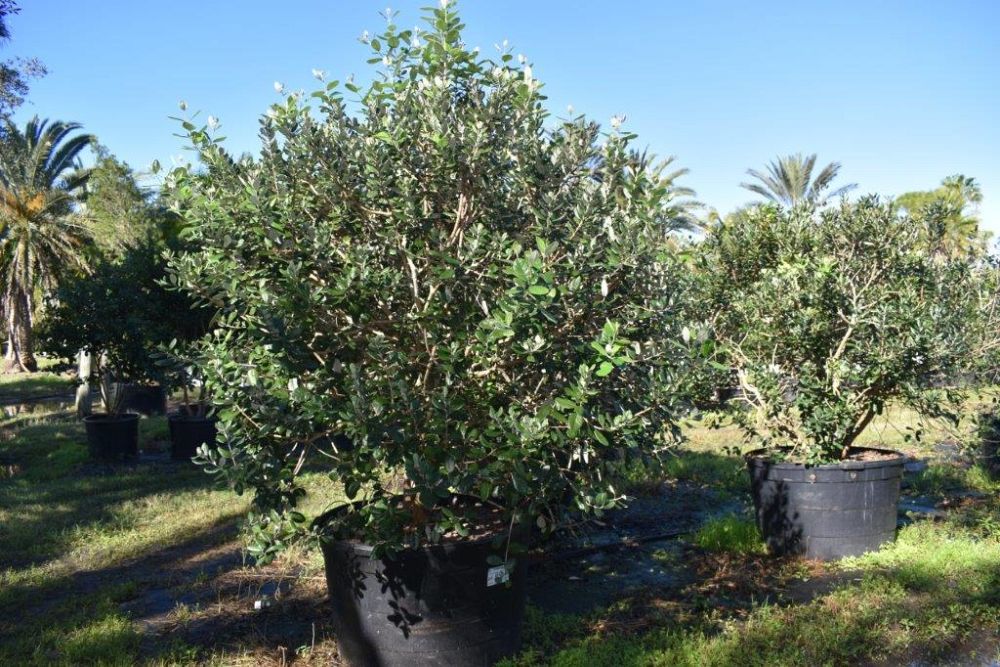 acca-sellowiana-pineapple-guava-feijoa-sellowiana