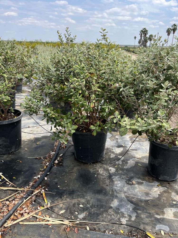 acca-sellowiana-pineapple-guava-feijoa-sellowiana