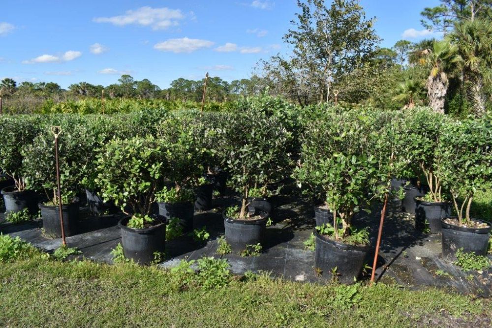 acca-sellowiana-pineapple-guava-feijoa-sellowiana