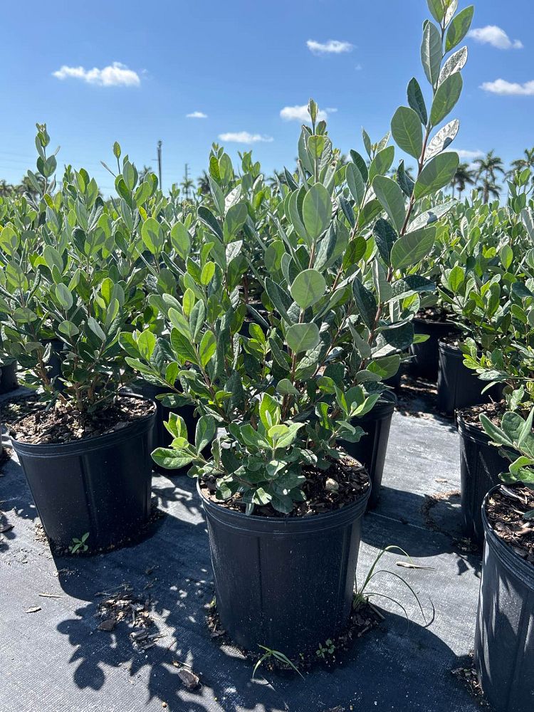 acca-sellowiana-pineapple-guava-feijoa-sellowiana