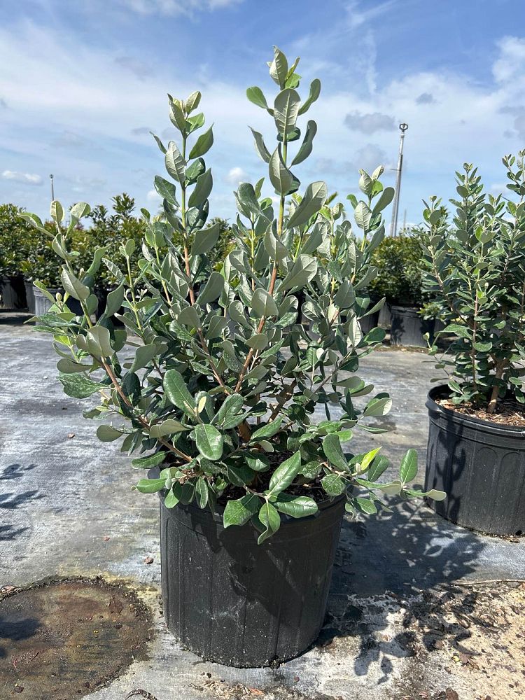acca-sellowiana-pineapple-guava-feijoa-sellowiana