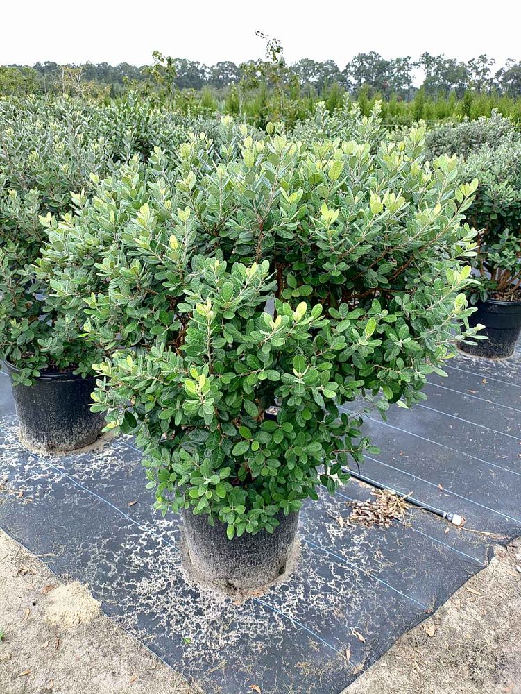 acca-sellowiana-pineapple-guava-feijoa-sellowiana