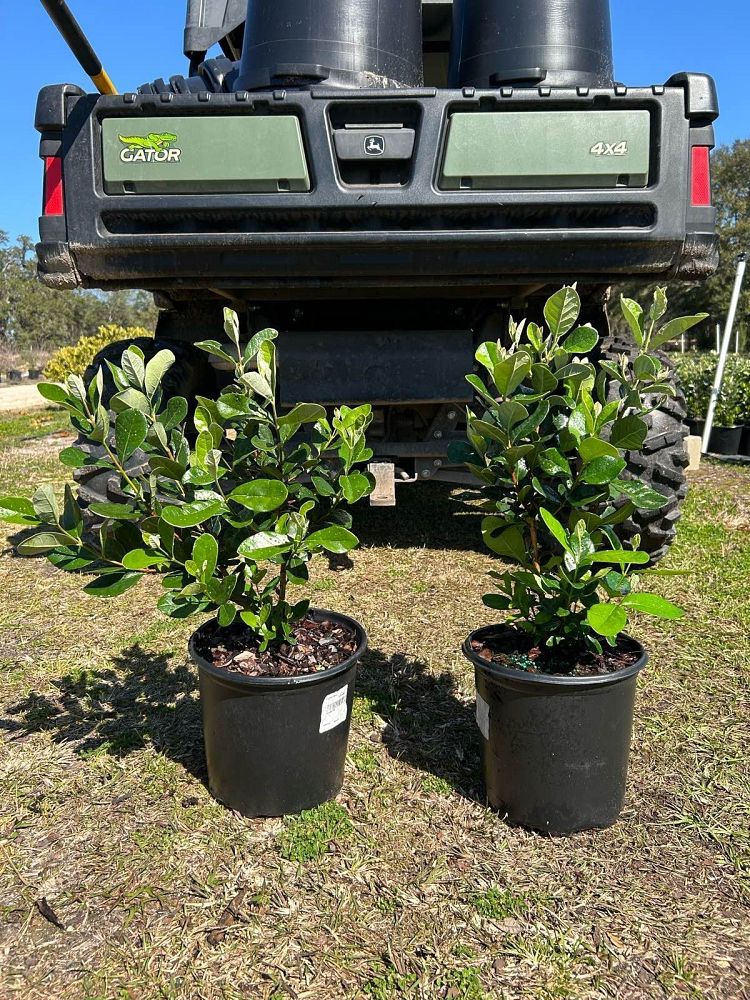 acca-sellowiana-pineapple-guava-feijoa-sellowiana