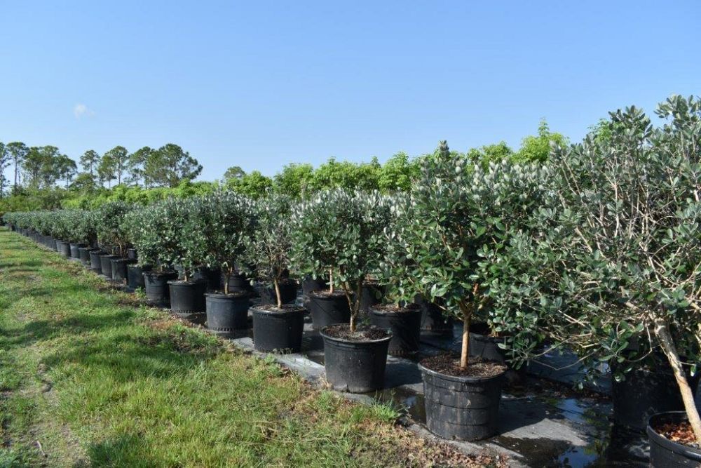 acca-sellowiana-pineapple-guava-feijoa-sellowiana