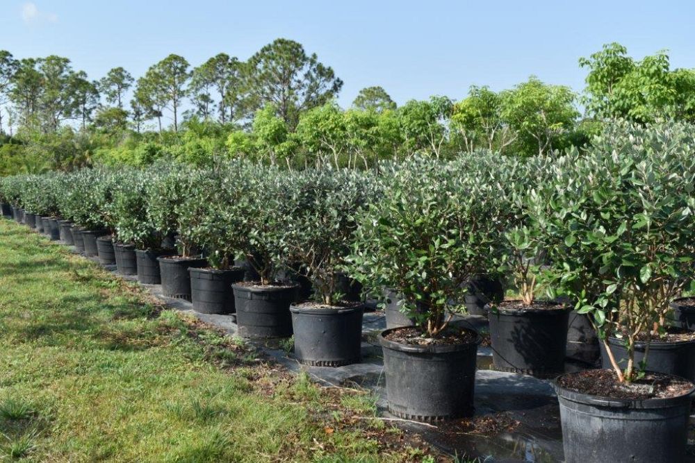 acca-sellowiana-pineapple-guava-feijoa-sellowiana