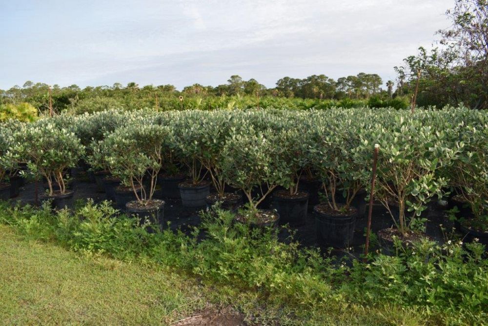 acca-sellowiana-pineapple-guava-feijoa-sellowiana