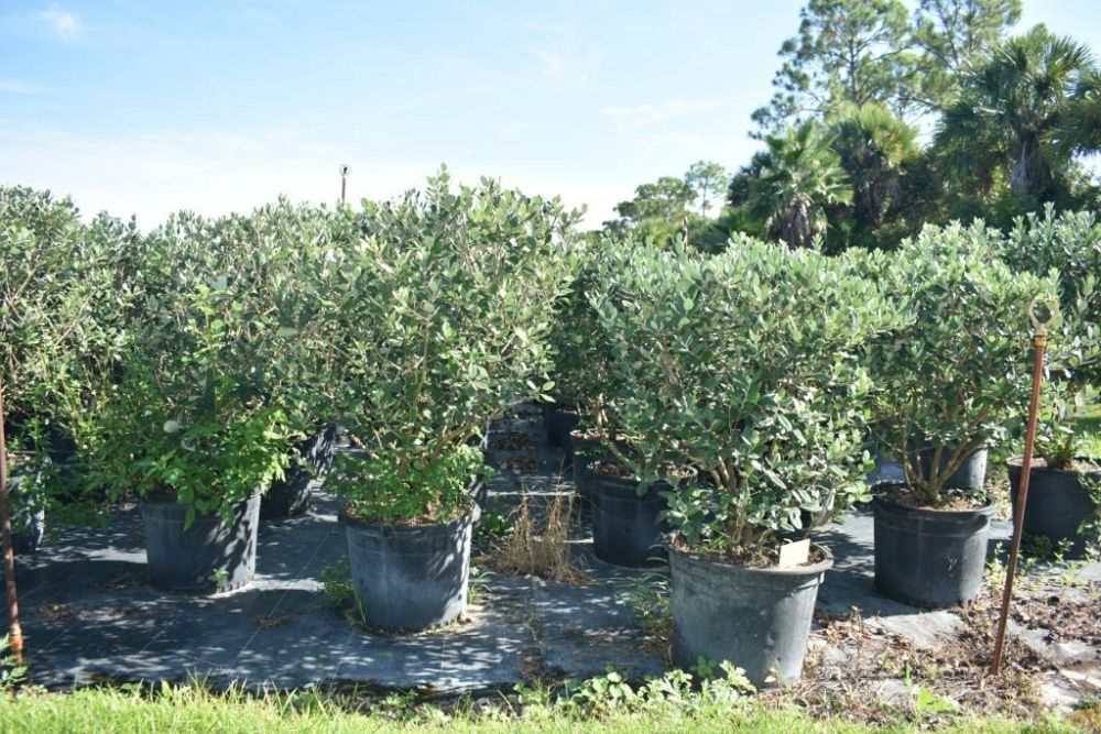acca-sellowiana-pineapple-guava-feijoa-sellowiana