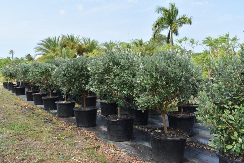 acca-sellowiana-pineapple-guava-feijoa-sellowiana