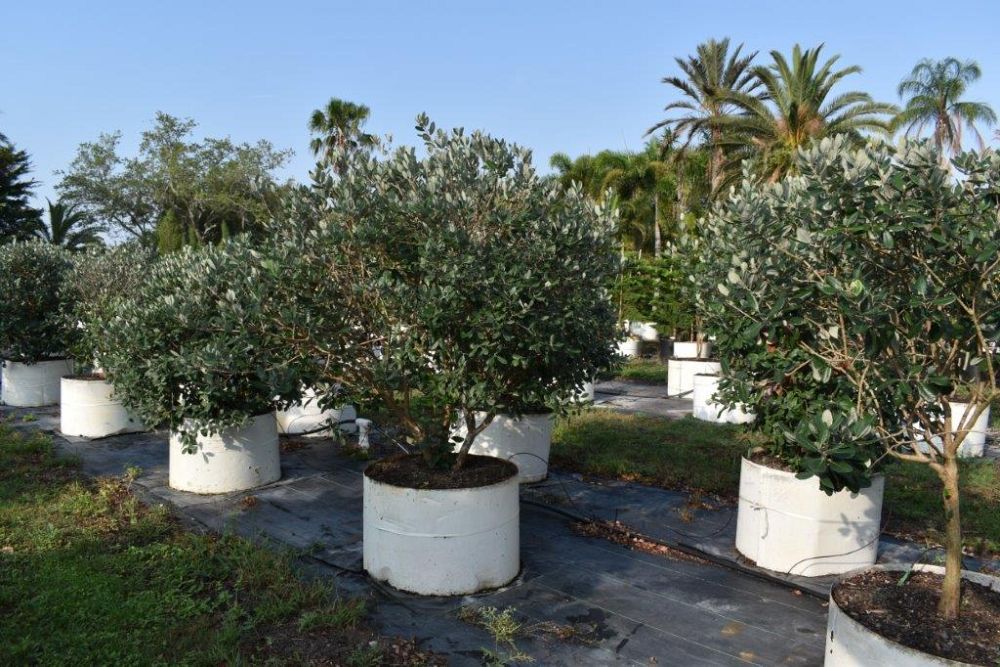 acca-sellowiana-pineapple-guava-feijoa-sellowiana