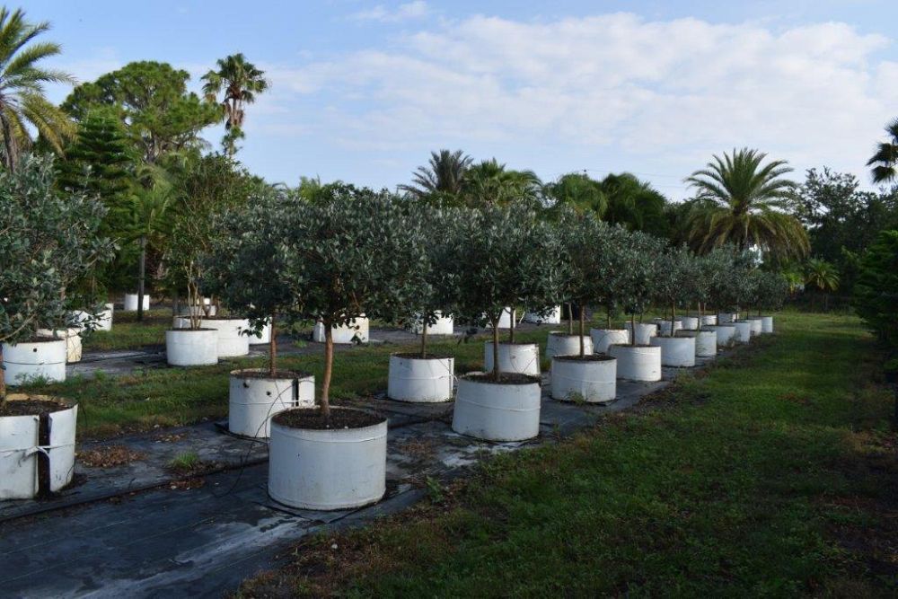 acca-sellowiana-pineapple-guava-feijoa-sellowiana