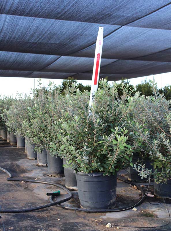 acca-sellowiana-pineapple-guava-feijoa-sellowiana